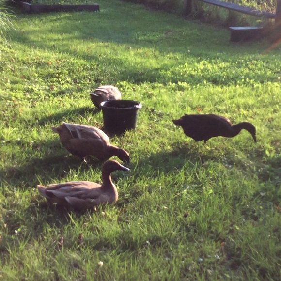 Meet your Posher, Valerie - Picture 1 of 1